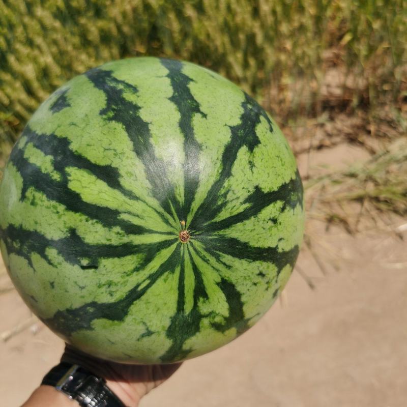A1美都麒麟西瓜，糖度高，头茬，无籽，自根苗，基地直供