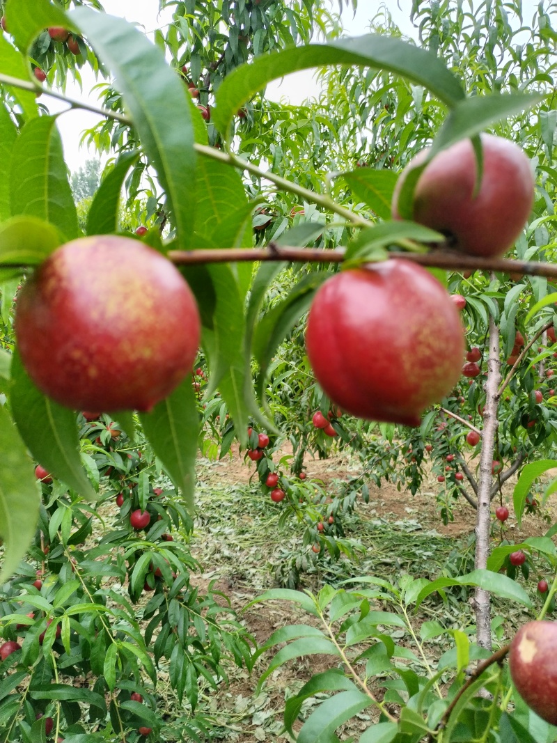 珍珠油桃