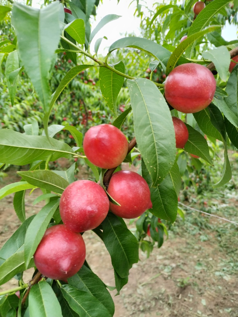 珍珠油桃