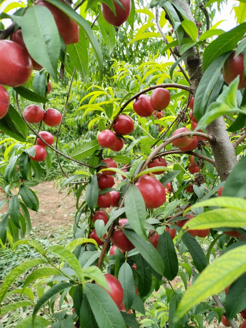 珍珠油桃