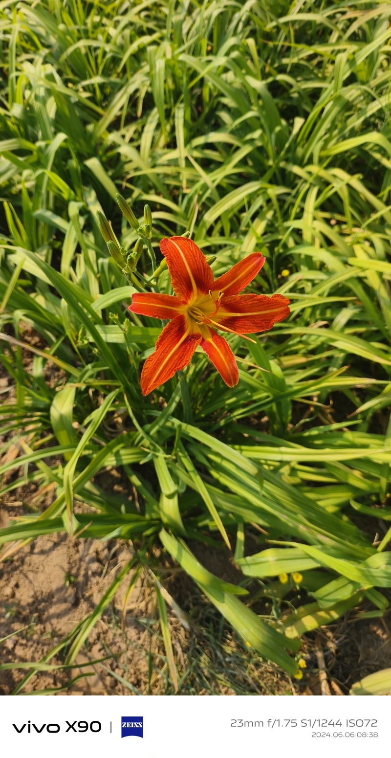 大花萱草