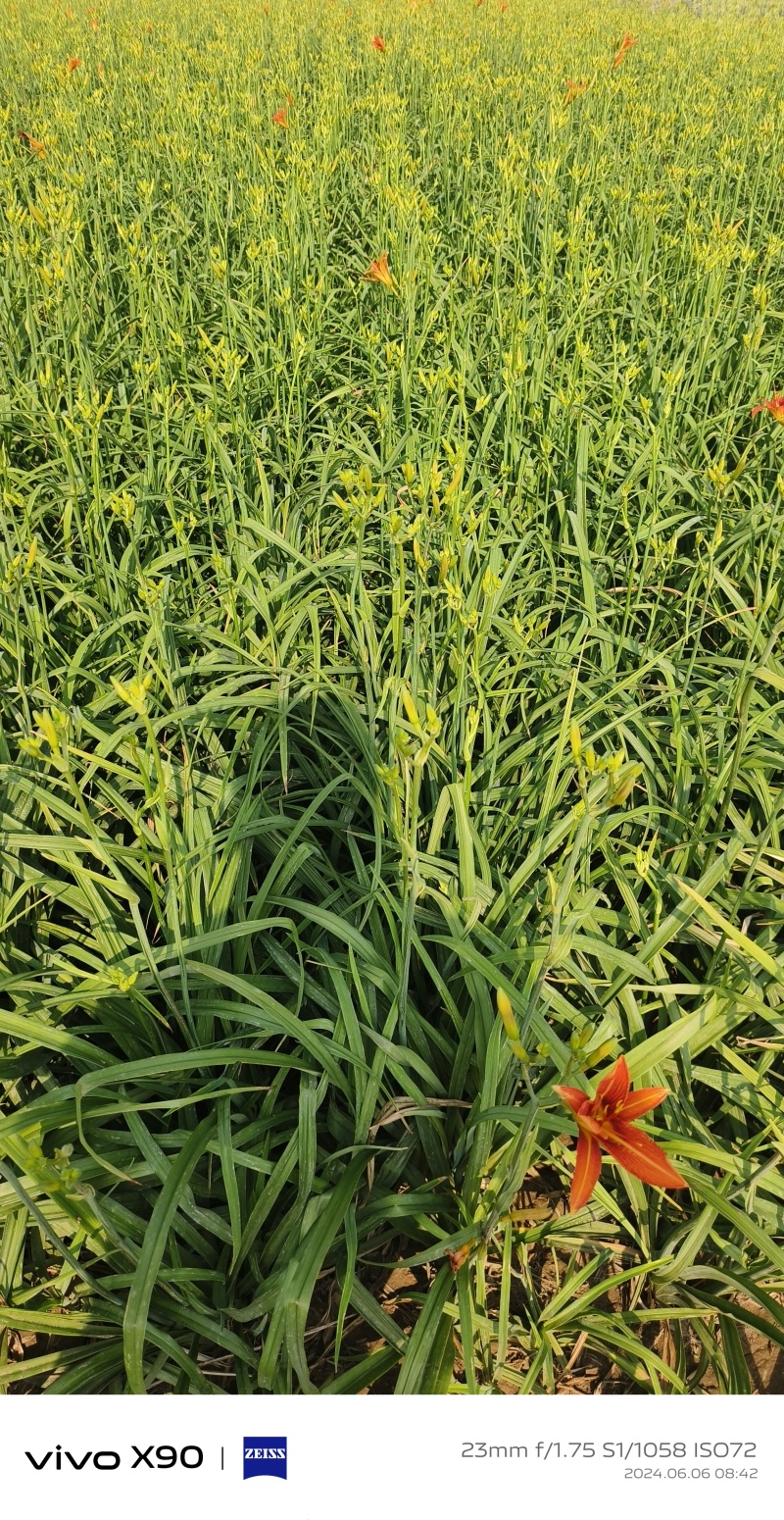 大花萱草