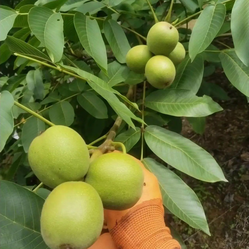 青皮核桃四川核桃大量供应可视频看货欢迎来电咨询