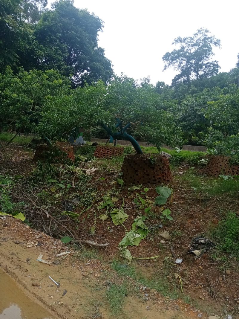 出售铁冬青，龙胆树，白银树4至25公分红果园林观赏树，