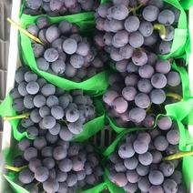 夏黑葡萄安徽葡萄大量上市货源稳定代收全国市场