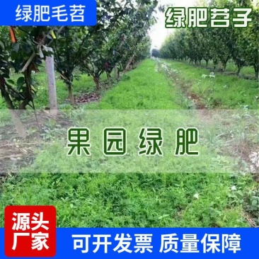 毛苕子种子，果园绿肥饲用养殖牧草蜜源花卉固土护坡草籽批发