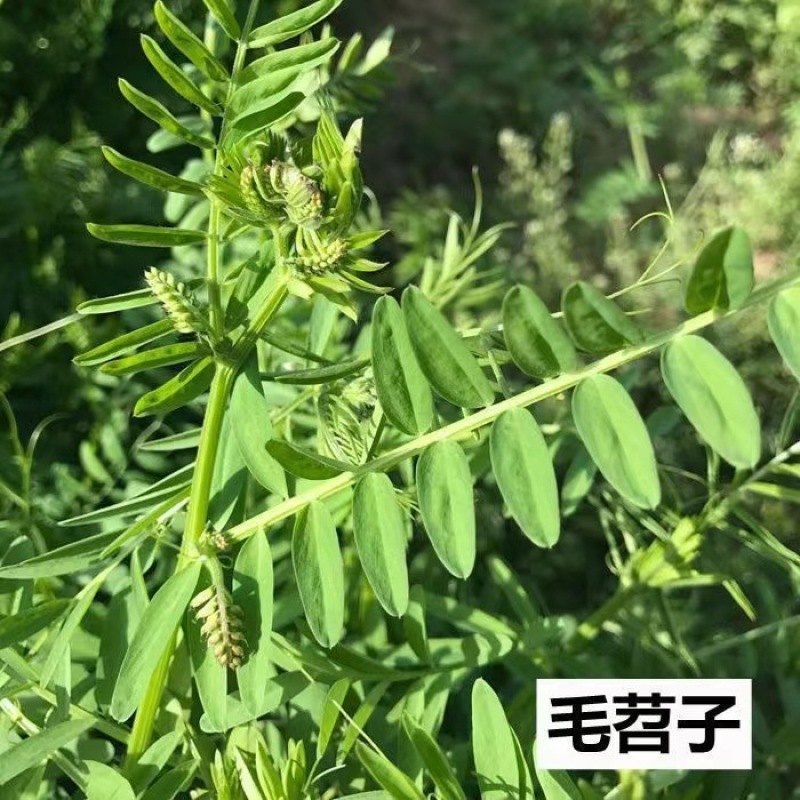 毛苕子种子，果园绿肥饲用养殖牧草蜜源花卉固土护坡草籽批发