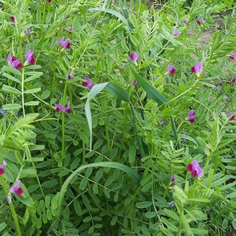 毛苕子种子，果园绿肥饲用养殖牧草蜜源花卉固土护坡草籽批发