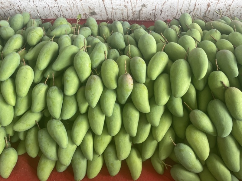 金黄芒果，一件代发，对接电商、商超等，价格便宜，欢迎