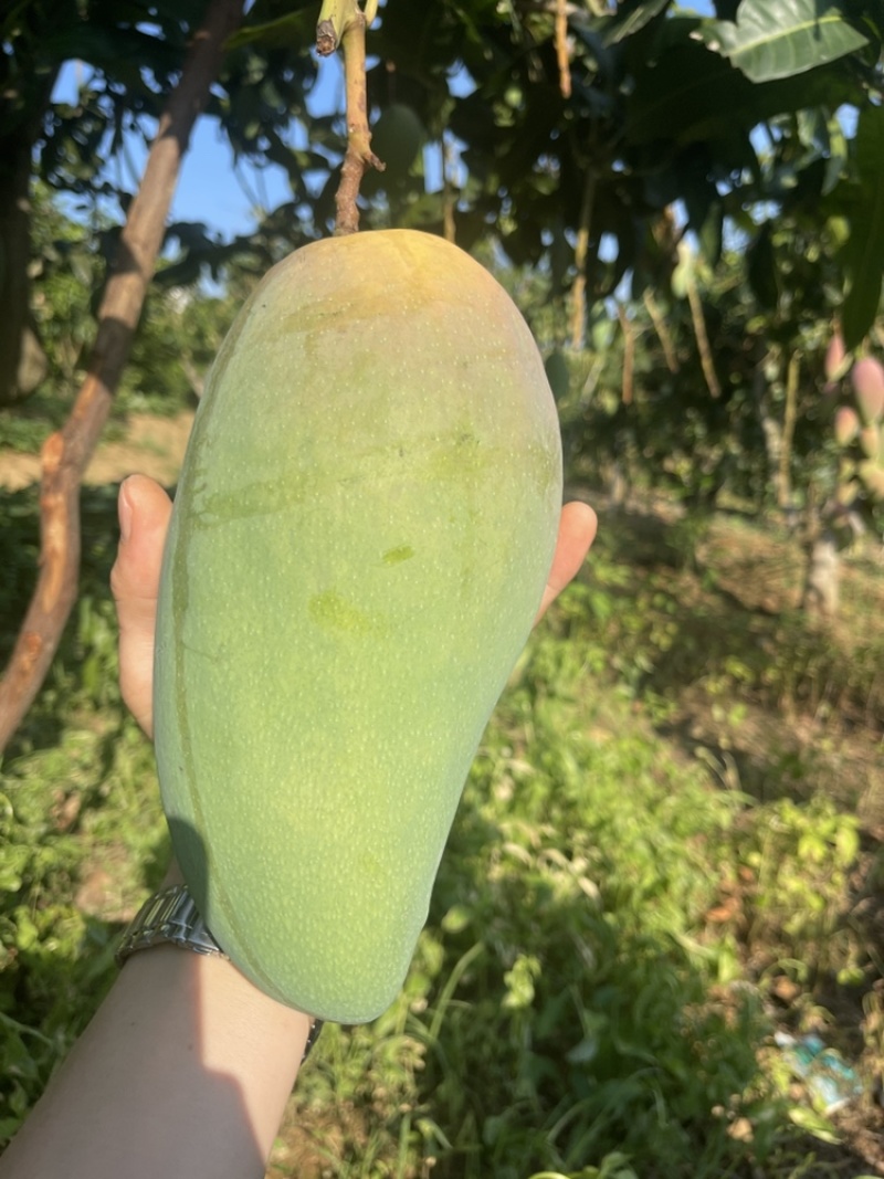 金黄芒果，一件代发，对接电商、商超等，价格便宜，欢迎
