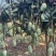 金黄芒果，一件代发，对接电商、商超等，价格便宜，欢迎