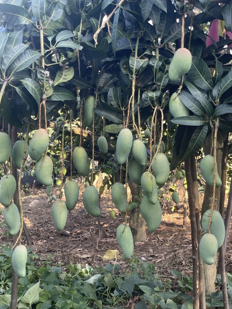 金黄芒果，一件代发，对接电商、商超等，价格便宜，欢迎