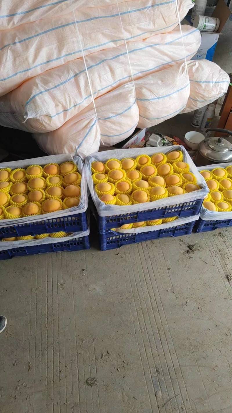 黄金密