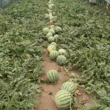 二茬精品美都西瓜有籽，大量上市中黑籽红瓤