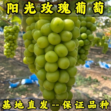 阳光玫瑰葡萄苗-晴王葡萄苗品种纯真根系发达提供技术