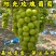 阳光玫瑰葡萄苗-晴王葡萄苗品种纯真根系发达提供技术