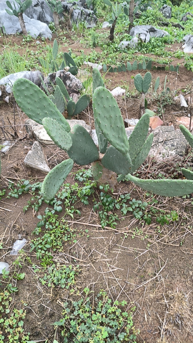 食用米邦塔种植片大量供应基地直发。现割
