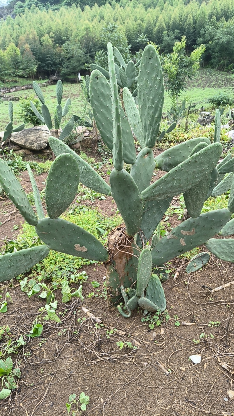 食用米邦塔种植片大量供应基地直发。现割