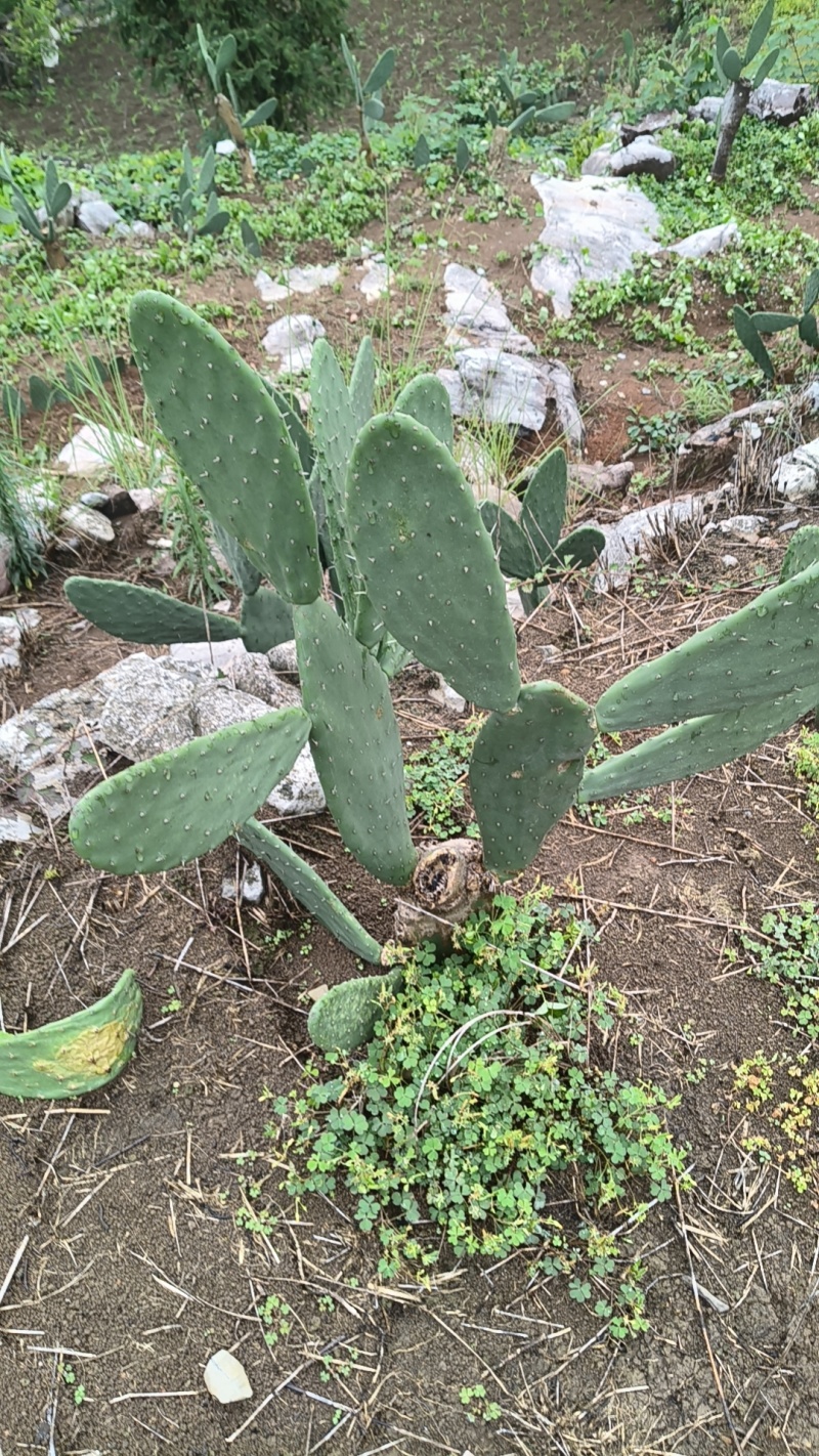 食用米邦塔种植片大量供应基地直发。现割