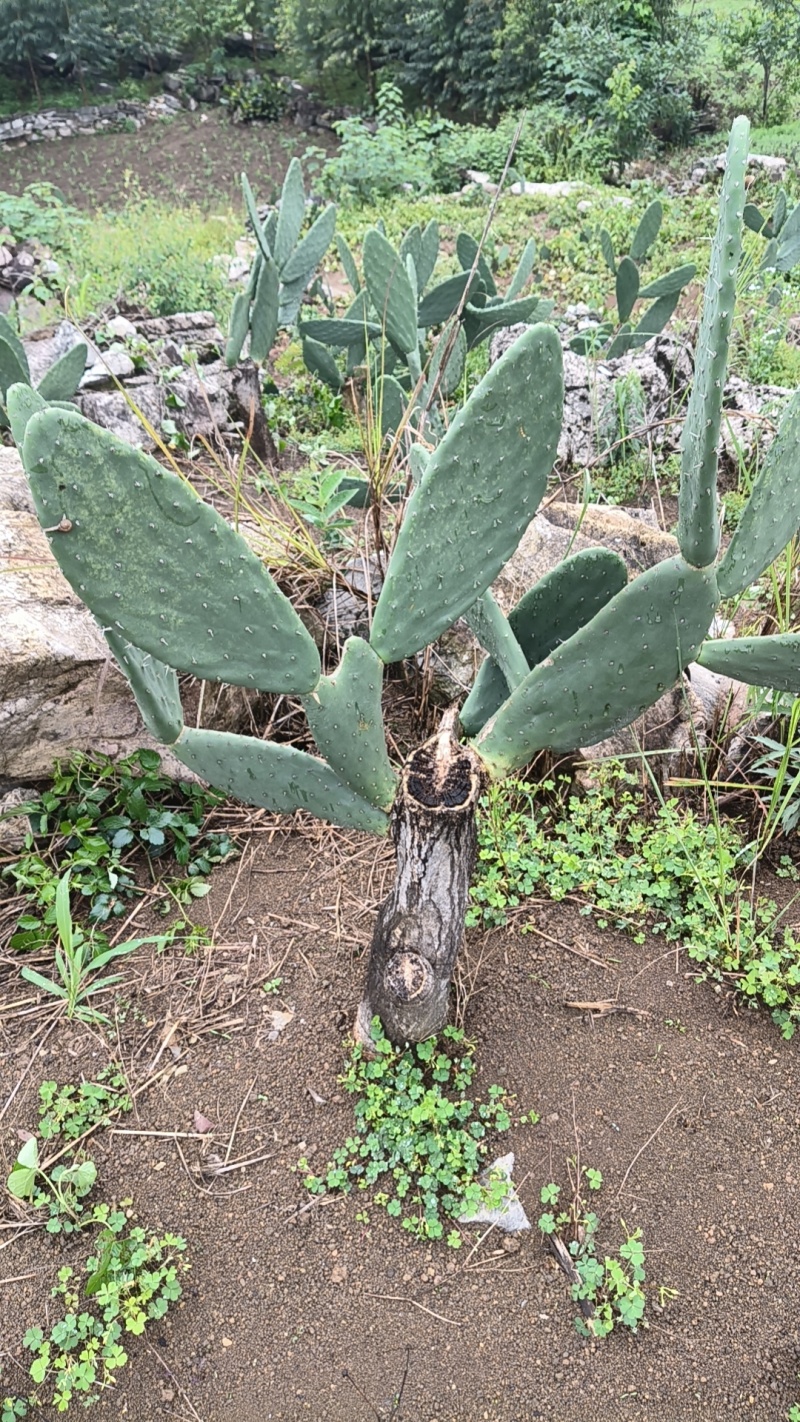 食用米邦塔种植片大量供应基地直发。现割