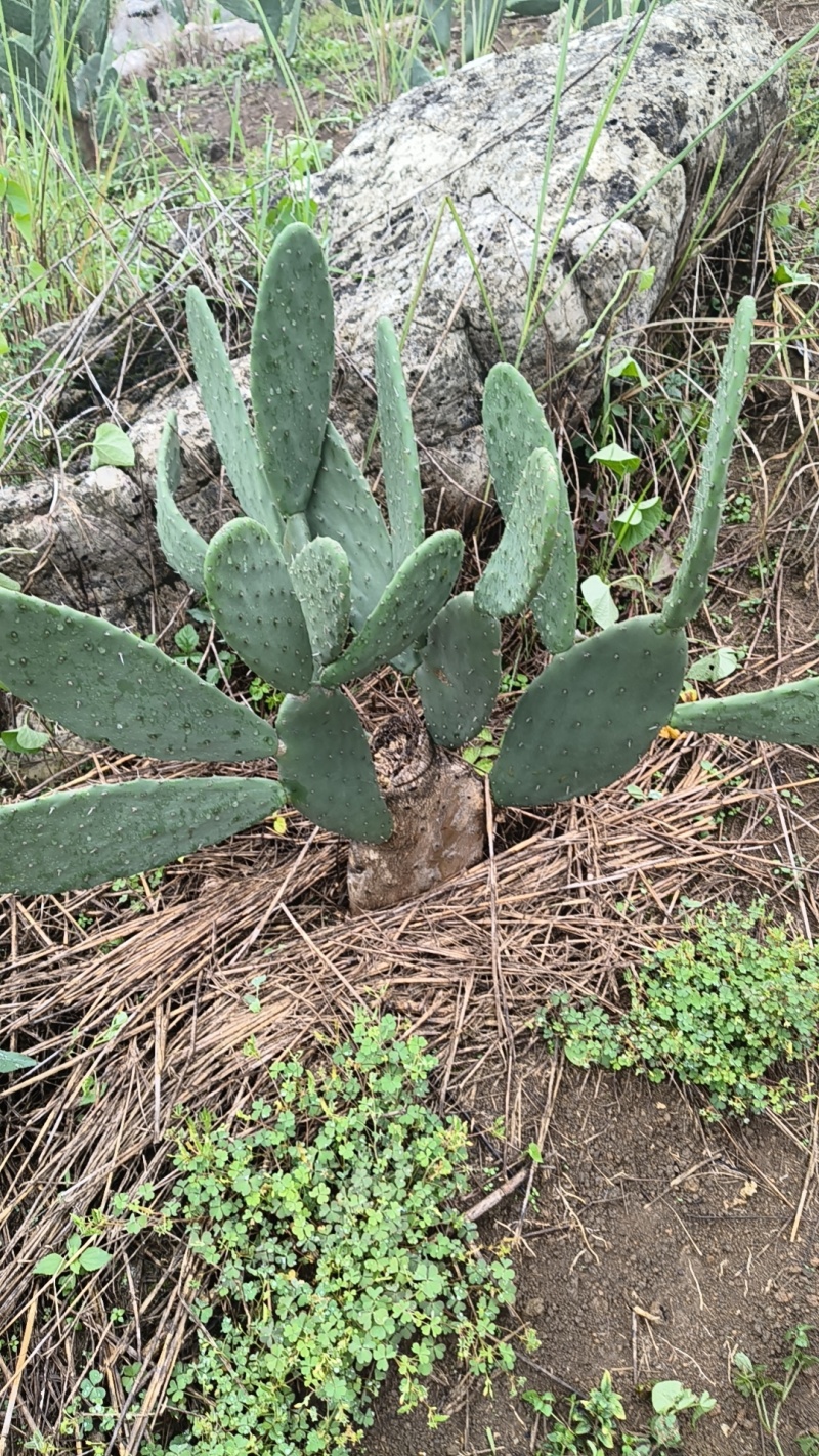 食用米邦塔种植片大量供应基地直发。现割