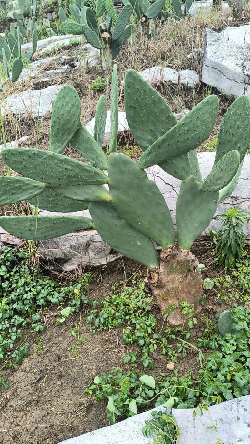 食用米邦塔种植片大量供应基地直发。现割