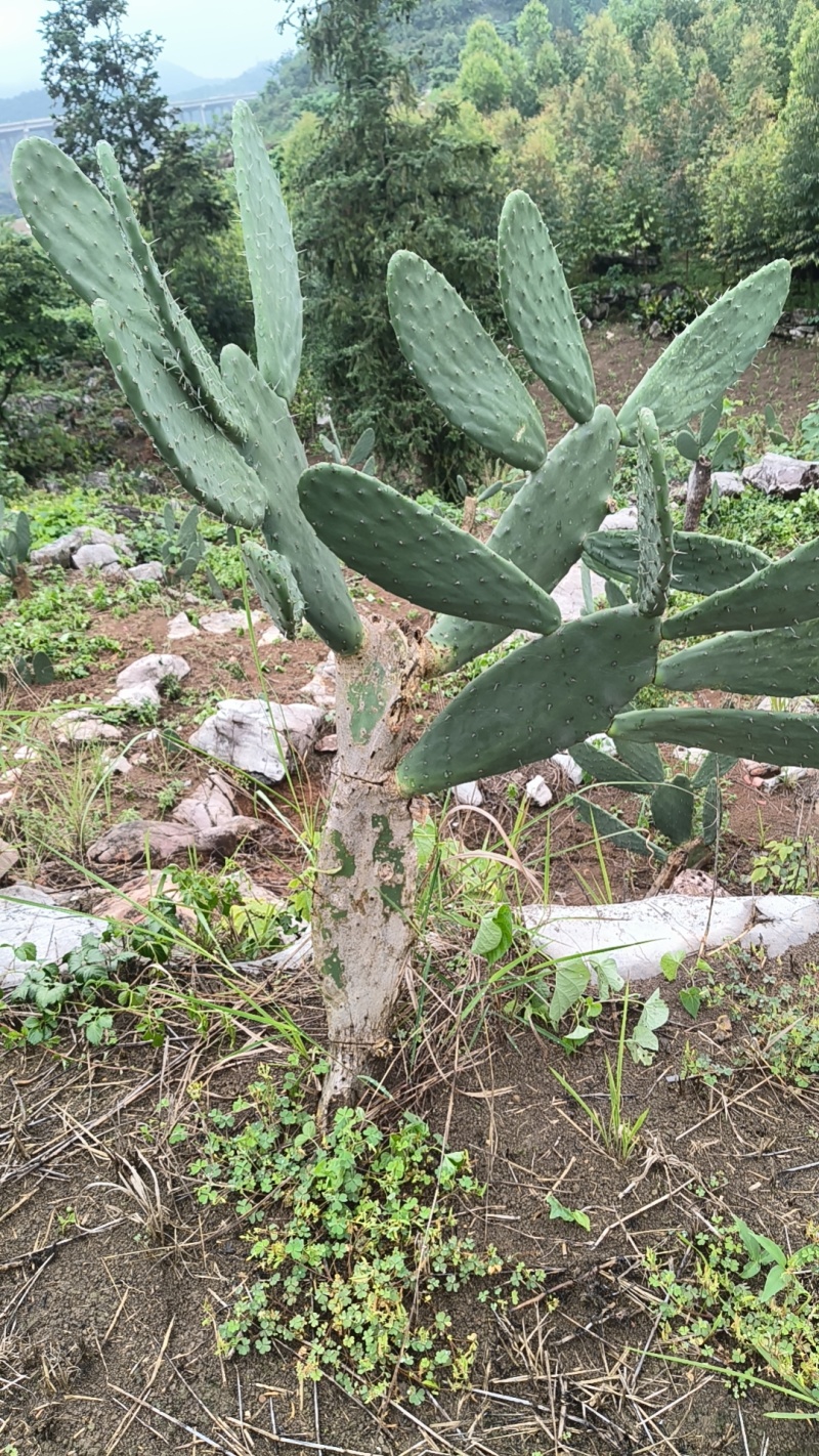食用米邦塔种植片大量供应基地直发。现割