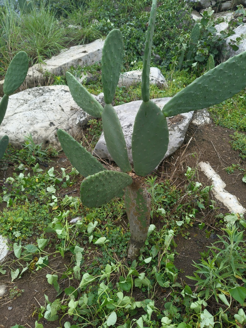 食用米邦塔种植片大量供应基地直发。现割