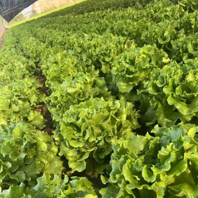 【实力推荐】罗马生菜河北产地大量现货产地直发支持视频看货