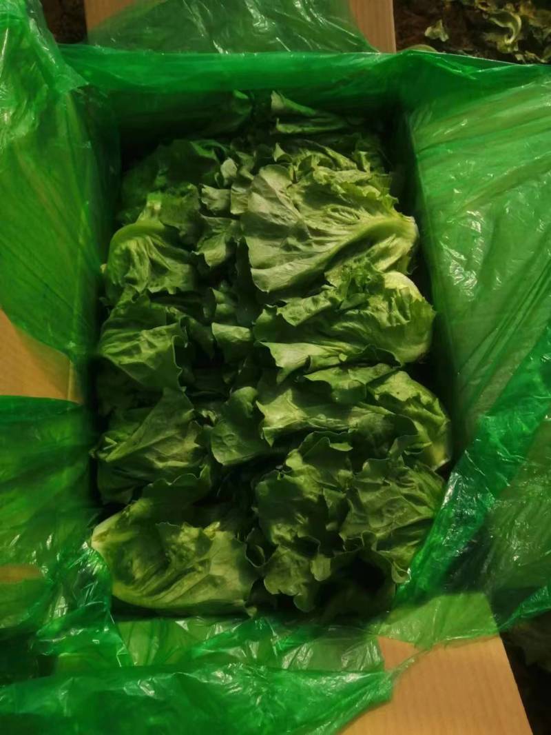 【实力推荐】罗马生菜河北产地大量现货产地直发支持视频看货