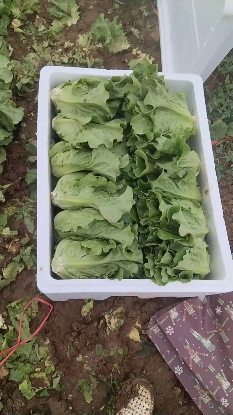 【实力推荐】罗马生菜河北产地大量现货产地直发支持视频看货