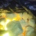 印尼伊真正品天然火山石原矿石硫磺中药材食用可炮制