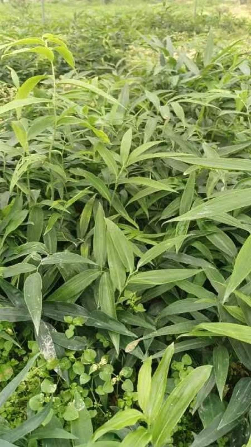 黄精一年苗，多花姜黄精不倒苗品种