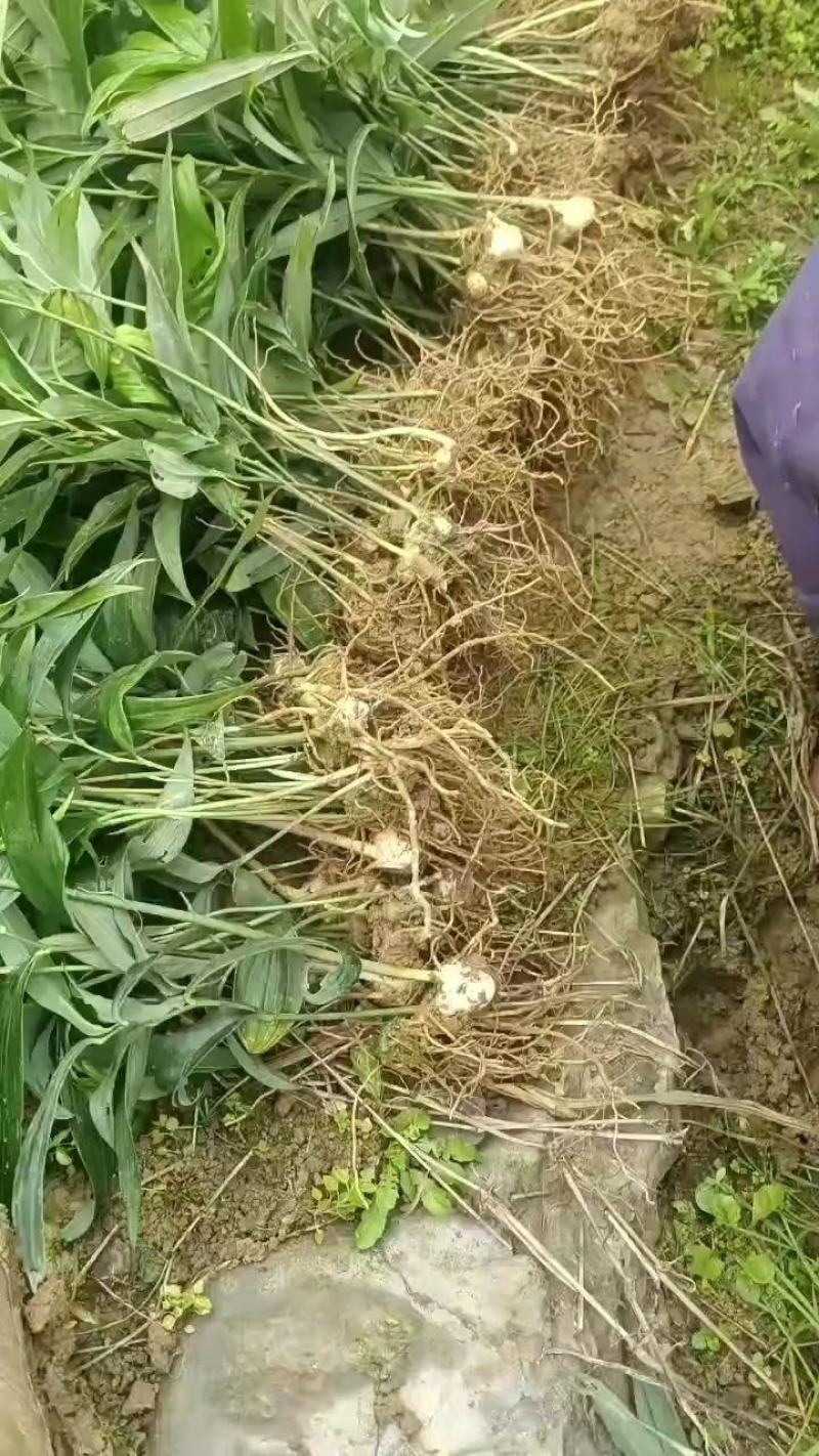 黄精一年苗，多花姜黄精不倒苗品种