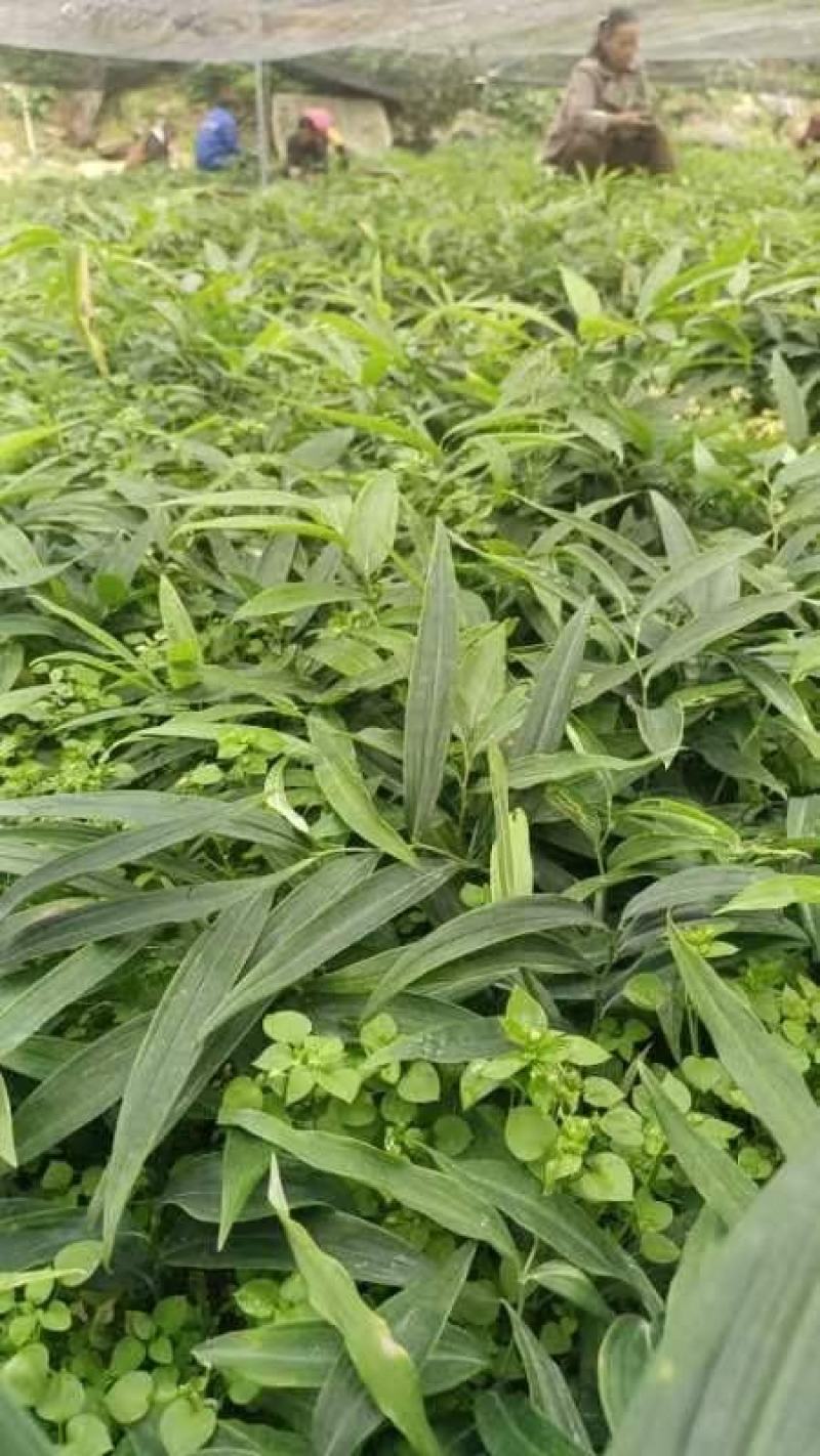 黄精一年苗，多花姜黄精不倒苗品种