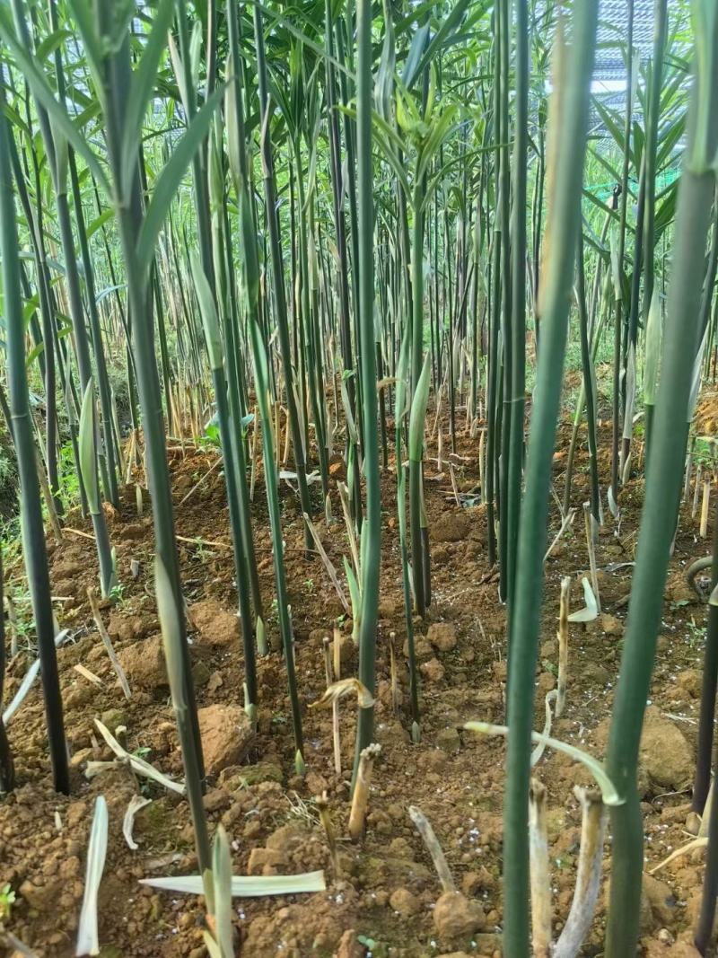 黄精一年苗，多花姜黄精不倒苗品种