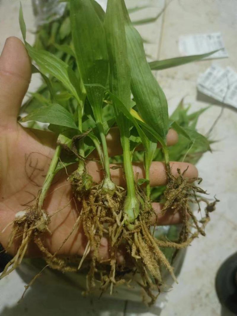 白芨小苗小苗高度十公分左右，纯紫花三叉白芨