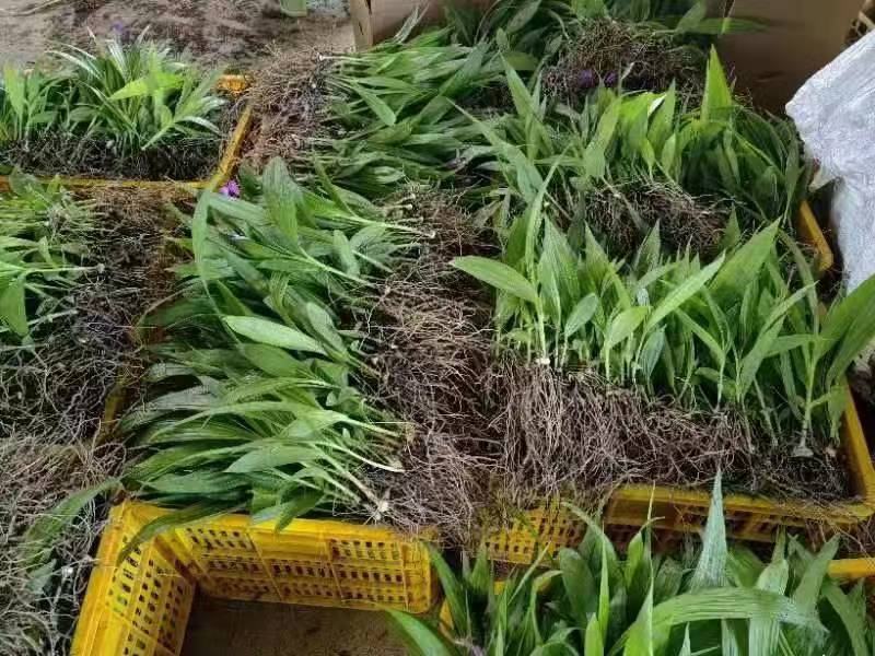 白芨小苗小苗高度十公分左右，纯紫花三叉白芨