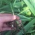 白芨小苗小苗高度十公分左右，纯紫花三叉白芨