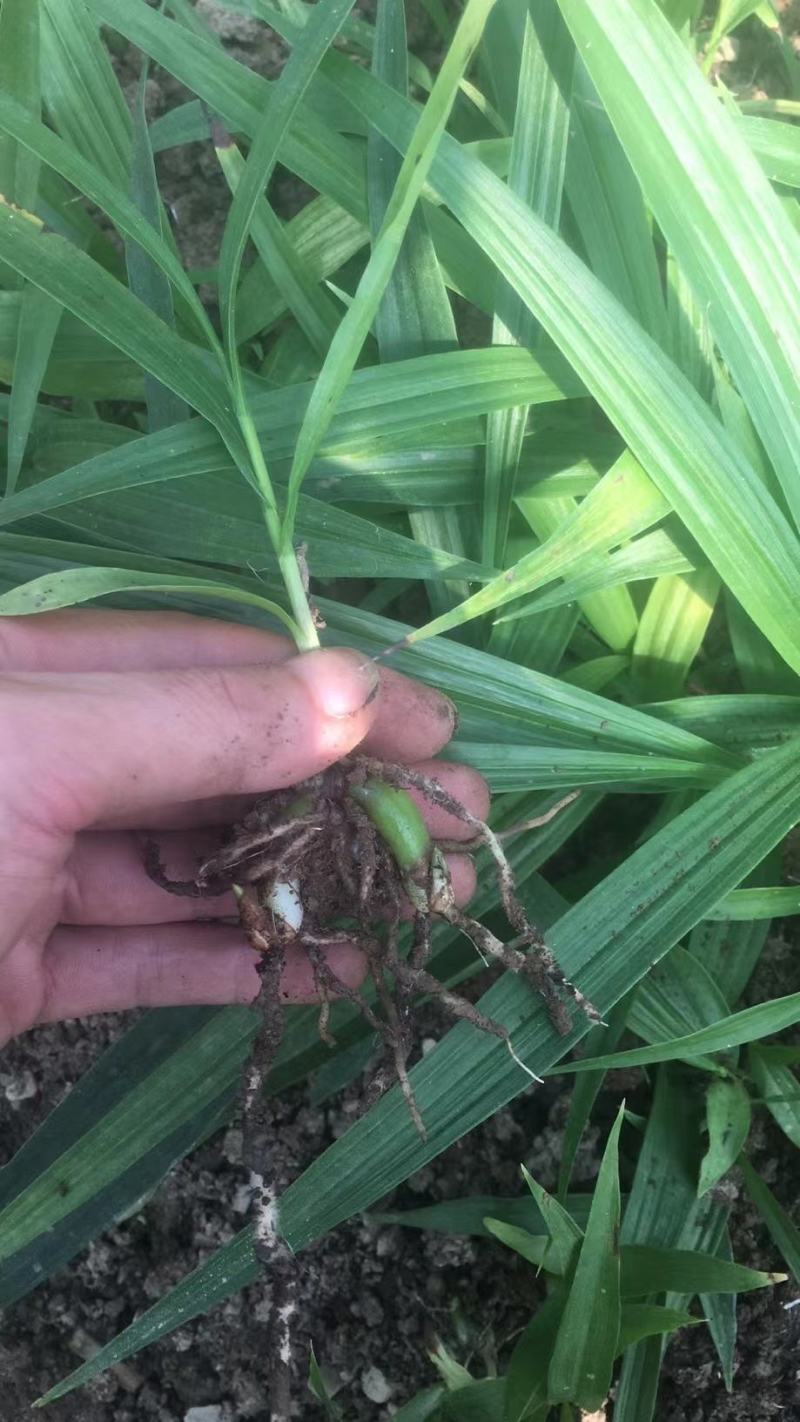 白芨小苗小苗高度十公分左右，纯紫花三叉白芨
