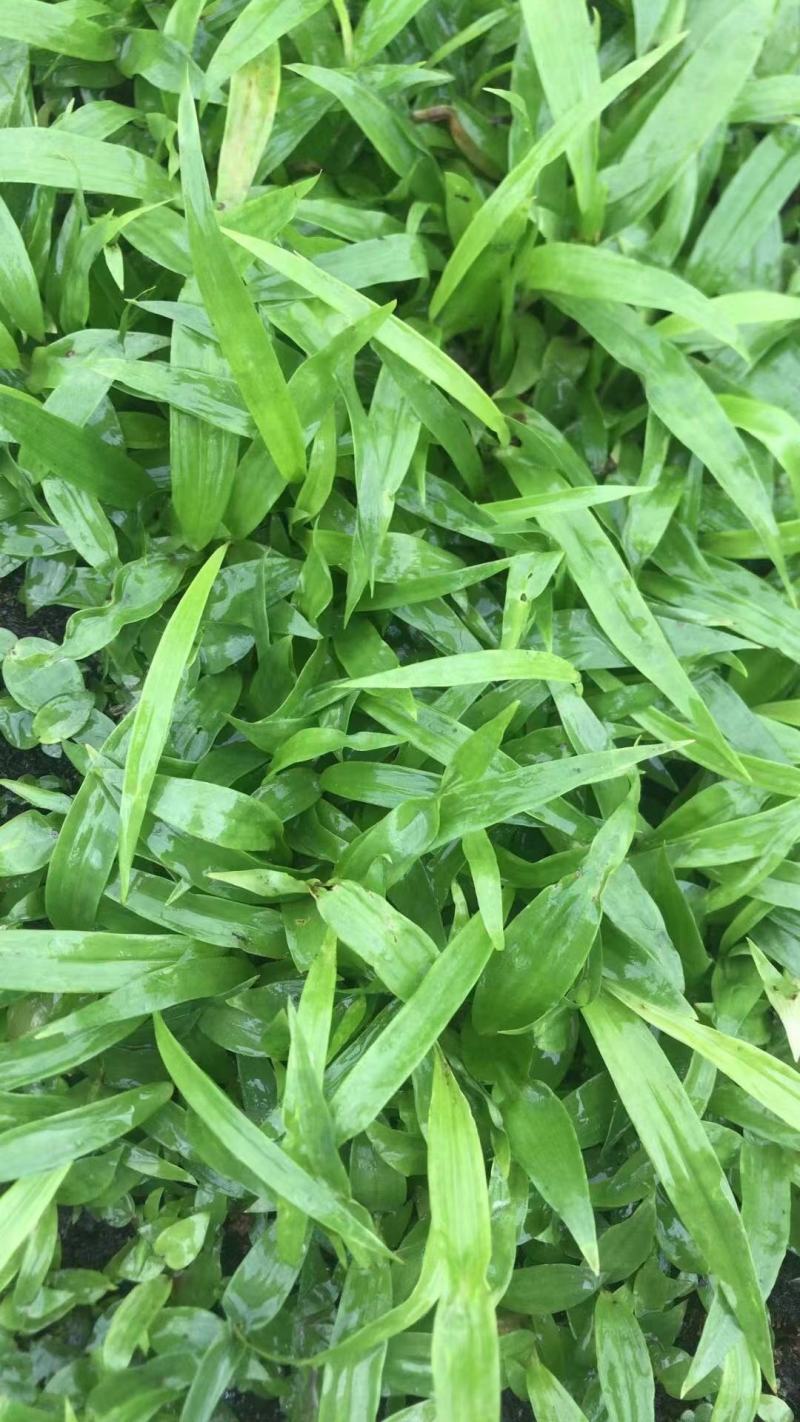 白芨小苗小苗高度十公分左右，纯紫花三叉白芨