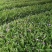 白芨小苗小苗高度十公分左右，纯紫花三叉白芨