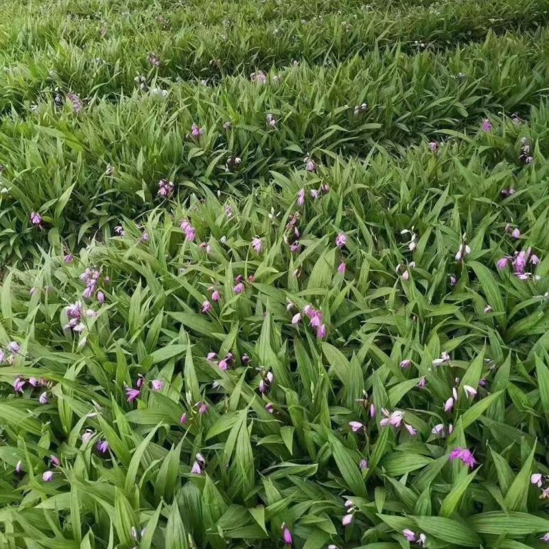 白芨小苗小苗高度十公分左右，纯紫花三叉白芨