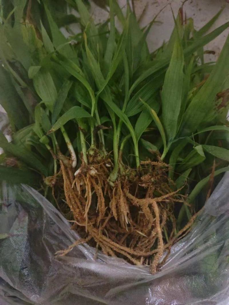 白芨小苗小苗高度十公分左右，纯紫花三叉白芨