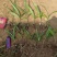 白芨小苗小苗高度十公分左右，纯紫花三叉白芨