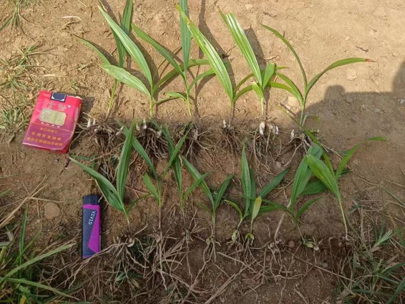 白芨小苗小苗高度十公分左右，纯紫花三叉白芨