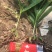 白芨小苗小苗高度十公分左右，纯紫花三叉白芨