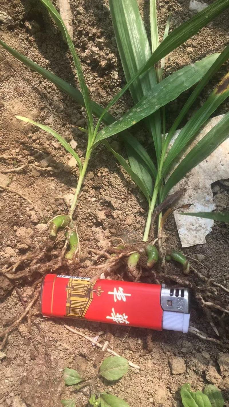 白芨小苗小苗高度十公分左右，纯紫花三叉白芨