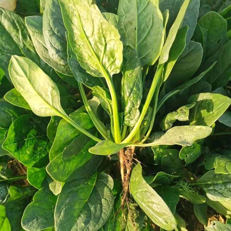 新鲜菠菜大叶菠菜精品菠菜现货现发市场批发社区团购电商供应