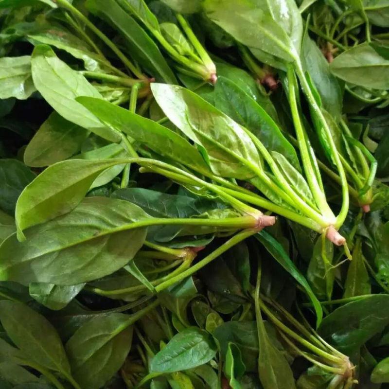 新鲜菠菜大叶菠菜精品菠菜现货现发市场批发社区团购电商供应
